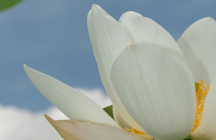 la via del dharma consapevolezza meditazione livorno