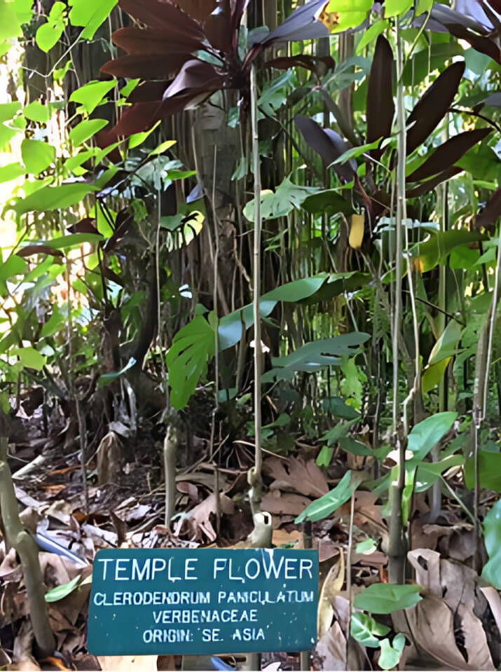 temple flower